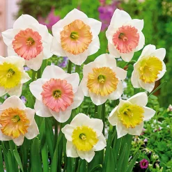 10 Narcisses Sentinelle - Le jaune qui réveille le jardin