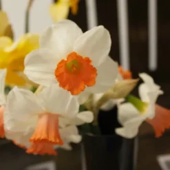 5 Narcisses Skype - Le printemps en deux tons