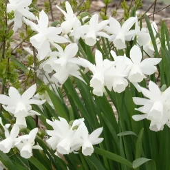 7 Narcisses Thalia - Le blanc pur au printemps