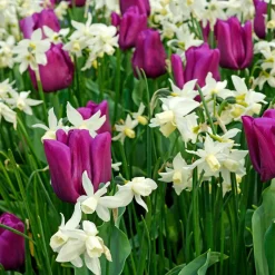 7 Narcisses Thalia - Le blanc pur au printemps