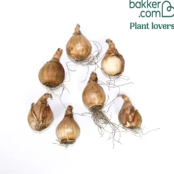 7 Narcisses Thalia - Le blanc pur au printemps
