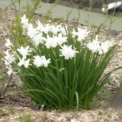7 Narcisses Thalia - Le blanc pur au printemps