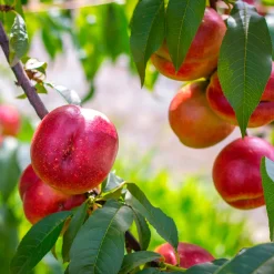 Nectarine Flavor Top - Des nectarines dès l'été