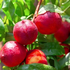 Nectarine Flavor Top - Des nectarines dès l'été