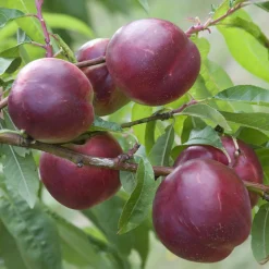 Nectarinier Nectared - Des nectarines dès août