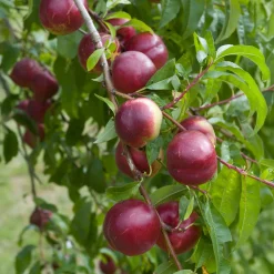 Nectarinier Nectared - Des nectarines dès août