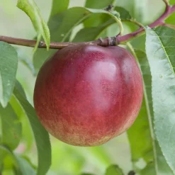 Nectarinier Nectared - Des nectarines dès août