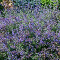 Nepeta - Chataires - Le bleu qui fleurit tout l'été
