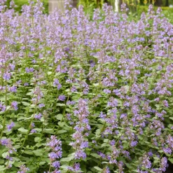 Nepeta Dropmore - Un tapis bleu tout l'été