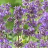 Nepeta Grog - Fleurs mauves tout l'été