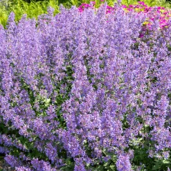 Nepeta Junior Walker - Nuage violet tout l'été