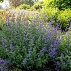 Nepeta Junior Walker - Nuage violet tout l'été