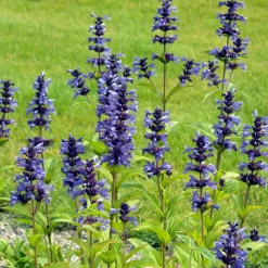 Nepeta kubanica - Fleurs violettes tout l'été