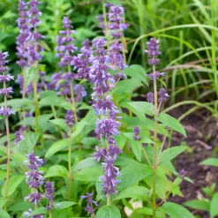 Nepeta kubanica - Fleurs violettes tout l'été