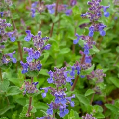 Nepeta mussinii - Un nuage bleu tout l'été