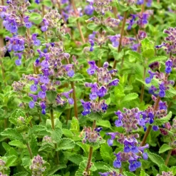 Nepeta mussinii - Un nuage bleu tout l'été