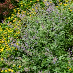 Nepeta mussinii - Un nuage bleu tout l'été