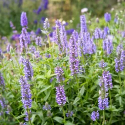 Nepeta nervurée - Un nuage bleu tout l'été