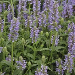 Nepeta nervurée - Un nuage bleu tout l'été