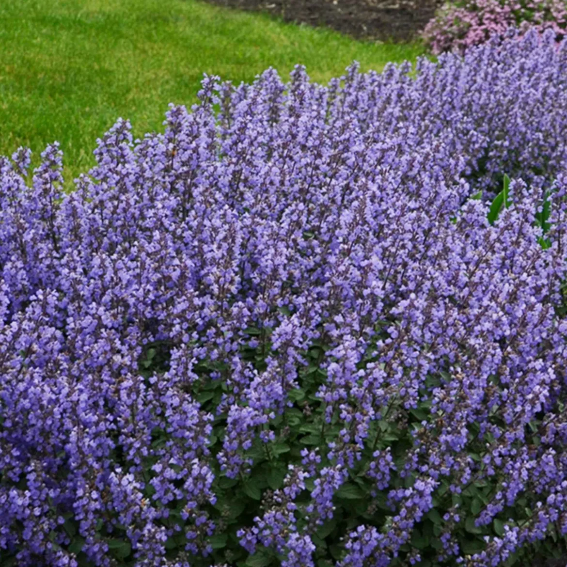Nepeta parfumée 'Pursian Blue' - Un nuage bleu tout l'été