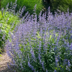 Nepeta Six Hills Giant - Un nuage bleu tout l'été