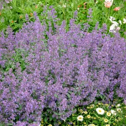 Nepeta Six Hills Giant - Un nuage bleu tout l'été