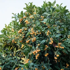 Néflier du Japon - Un fruitier exotique facile