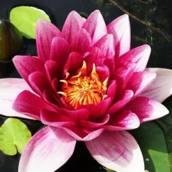Nénuphar Attraction - Un bassin fleuri sans effort