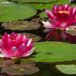 Nénuphar Attraction - Un bassin fleuri sans effort