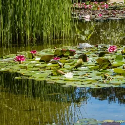 Nénuphar Attraction - Un bassin fleuri sans effort