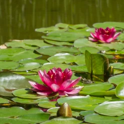 Nénuphar Attraction - Un bassin fleuri sans effort
