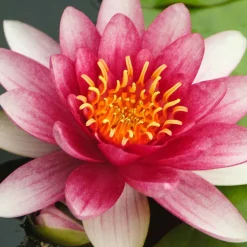 Nénuphar Attraction - Un bassin fleuri sans effort