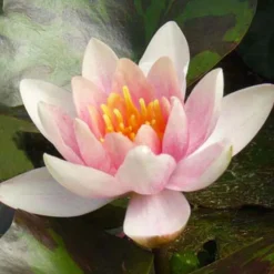Nénuphar 'Aurora' - Une fleur qui change de couleur