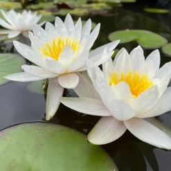 Nénuphar blanc - Un bassin fleuri sans effort