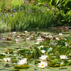 Nénuphar blanc - Un bassin fleuri sans effort