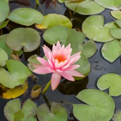 Nénuphar Colorado - Un bassin fleuri tout l'été