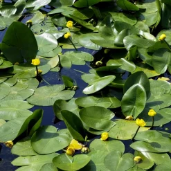 Nénuphar commun - Un bassin fleuri sans effort