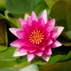 Nénuphar 'Escarboucle' - Le rouge éclatant du bassin