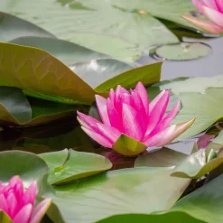 Nénuphar 'Escarboucle' - Le rouge éclatant du bassin