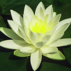 Nénuphar Gladstoniana - Grandes fleurs blanches faciles