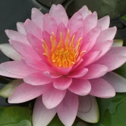 Nénuphar Hollandia - Un bassin fleuri sans effort