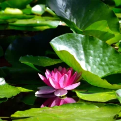 Nénuphar 'James Brydon' - Un bassin fleuri sans effort