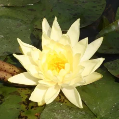 Nénuphar Joey Tomacick - Un bassin fleuri sans effort