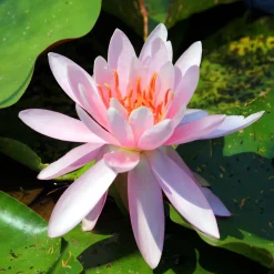 Nénuphar Laydekeri Purpurata - Un bassin fleuri sans effort