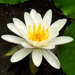 Nénuphar 'Marliacea Albida' - Un bassin fleuri sans effort