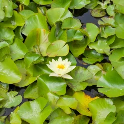 Nénuphar 'Marliacea Chromatella' - Un bassin jaune soleil