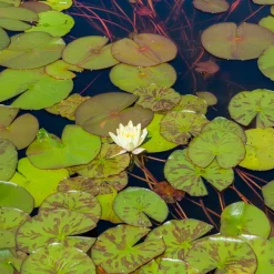 Nénuphar 'Marliacea Chromatella' - Un bassin jaune soleil