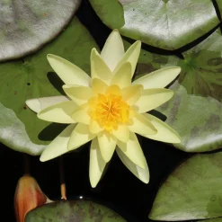 Nénuphar 'Marliacea Chromatella' - Un bassin jaune soleil