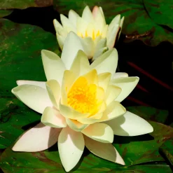 Nénuphar 'Marliacea Chromatella' - Un bassin jaune soleil