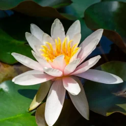 Nénuphar Marliacea Rosea - Un bassin fleuri sans effort